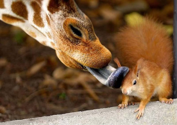 Невероятни снимки на животни от дивата природа - целувка от жирав