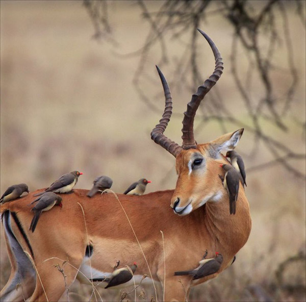 Невероятни снимки на животни от дивата природа - гъзела на SPA