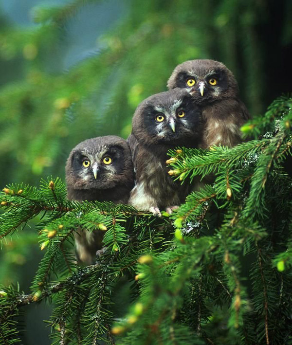 Невероятни снимки на животни от дивата природа - зашеметяващият поглед на совите в гората