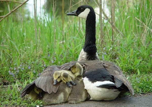 Невероятни фотографии на животни от дивата природа - майка пази своите малки