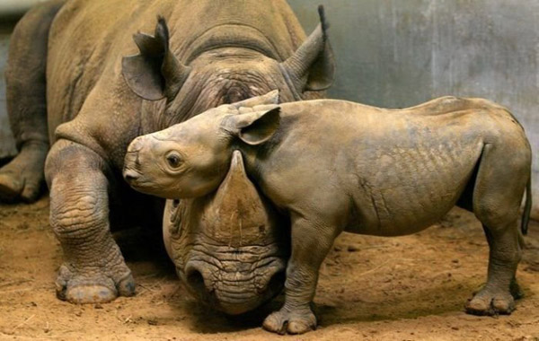 Невероятни снимки на животни от дивата природа - майка носорог с малкото си