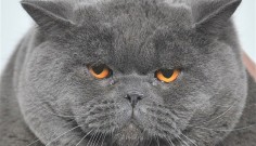 Яка котка